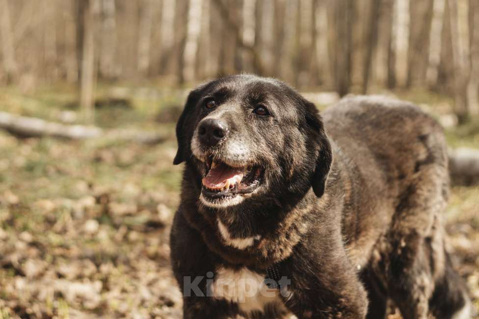 Собаки в Москве: Собака в добрые руки Девочка, Бесплатно - фото 4
