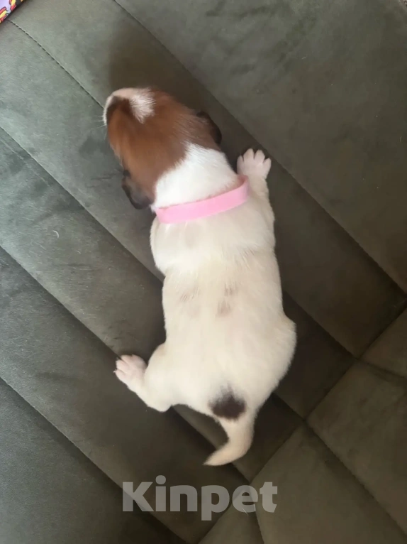 Собаки в Звенигороде: Щенок девочка Джек Рассел терьер Девочка, 25 000 руб. - фото 2