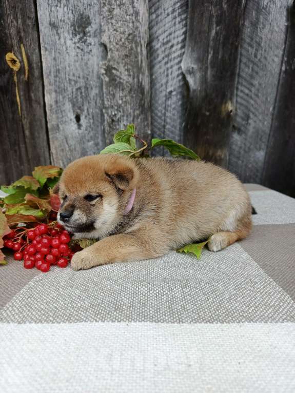 Собаки в Москве: Девчонка сиба ину Девочка, 50 000 руб. - фото 4