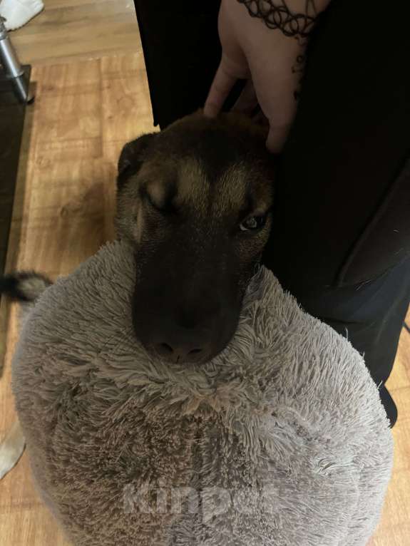 Собаки в Москве: Ронни ,отдаю в хорошие руки 🙏 Мальчик, Бесплатно - фото 4