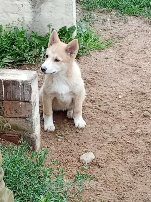 Собаки в других городах Московской области: Щенки в дар  Девочка, Бесплатно - фото 2
