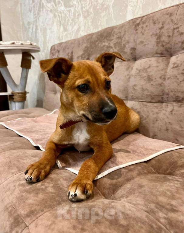 Собаки в Ростове-на-Дону: Тим подарит тебе любовь❤️ Мальчик, Бесплатно - фото 5