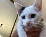 Кошки в Москве: Белый котик с одним пятном на головке Мальчик, Бесплатно - фото 3