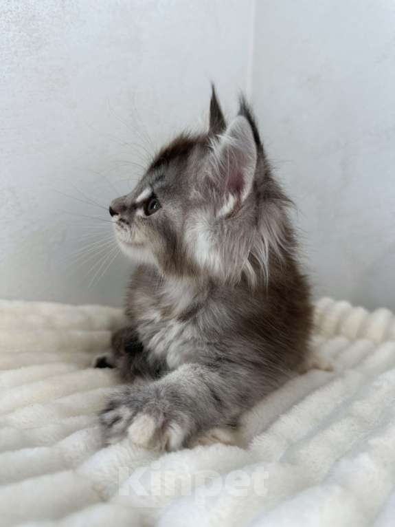 Кошки в Москве: Мейн-кун котенок девочка на серебре Девочка, 60 000 руб. - фото 3