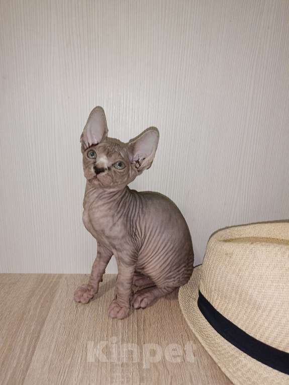 Кошки в Москве: Тигровая  Девочка, 45 000 руб. - фото 4