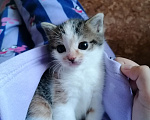 Кошки в Самаре: Отдам в добрые ручки  Девочка, Бесплатно - фото 1