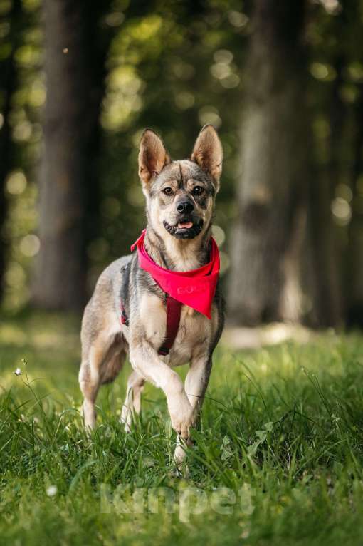 Собаки в Москве: Чудесная Булка в добрые руки Девочка, Бесплатно - фото 7
