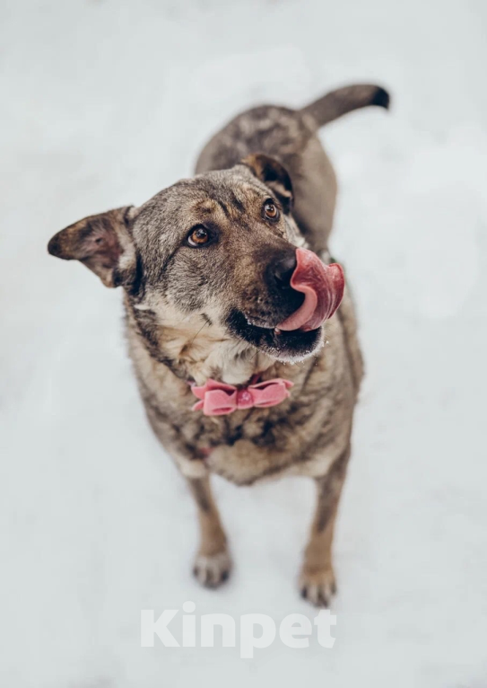 Собаки в Балашихе: Милая Маня очень ждёт свою маму Девочка, 100 руб. - фото 1