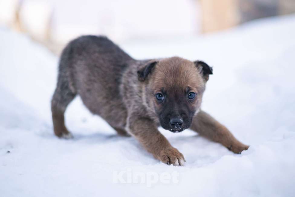 Собаки в других городах Московской области: Малыш Микки Мальчик, Бесплатно - фото 4