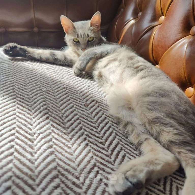 Кошки в Москве: Барселону никто не замечает Девочка, Бесплатно - фото 5