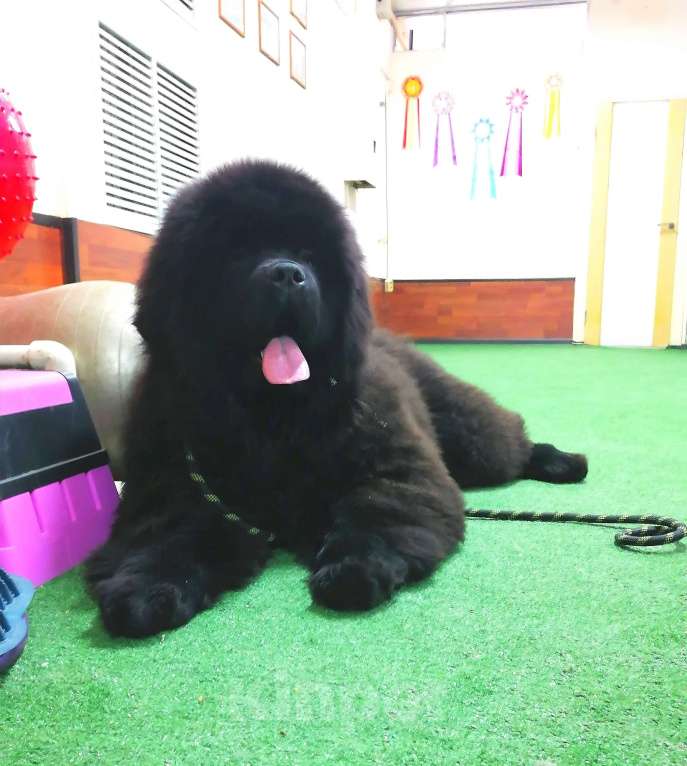 Собаки в Пензе: Щенок ньюфаундленда Мальчик, Бесплатно - фото 2