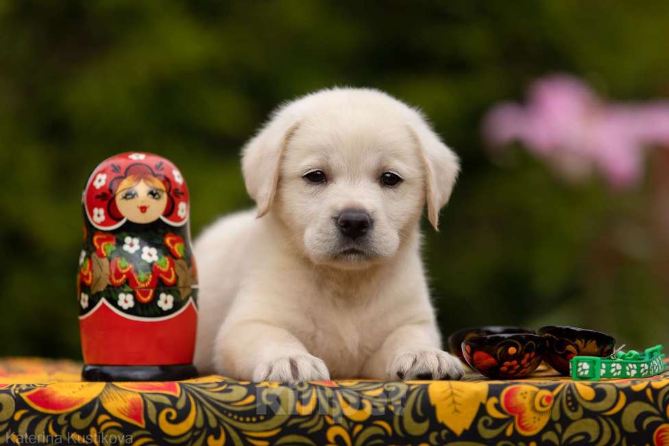Собаки в Москве: Палевый щенок Лабрадора от родителей Чемпионов Мальчик, Бесплатно - фото 1