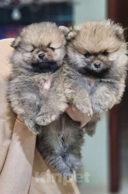 Собаки в других городах Московской области: Щенки шпица Девочка, 30 000 руб. - фото 1