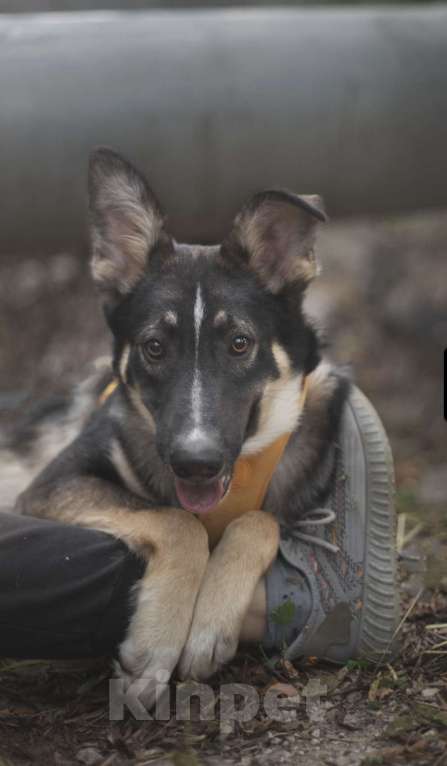 Собаки в Москве: Трюфель, застенчивый парень Мальчик, Бесплатно - фото 2