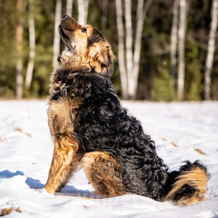 Собаки в Клине: Шарпундель — невероятный пёс Мальчик, Бесплатно - фото 6