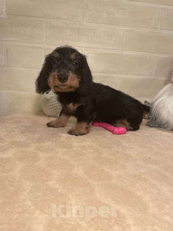 Собаки в Москве: Щенок миниатюрной жесткошерстной таксы Мальчик, 80 000 руб. - фото 3