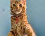 Кошки в Самаре: Котёнок породы Мейн-кун MCO female Imperija, color d Девочка, 40 000 руб. - фото 2
