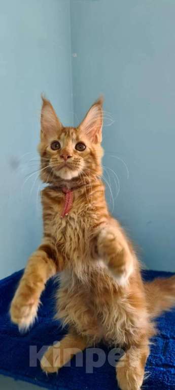 Кошки в Самаре: Котёнок породы Мейн-кун MCO female Imperija, color d Девочка, 40 000 руб. - фото 2