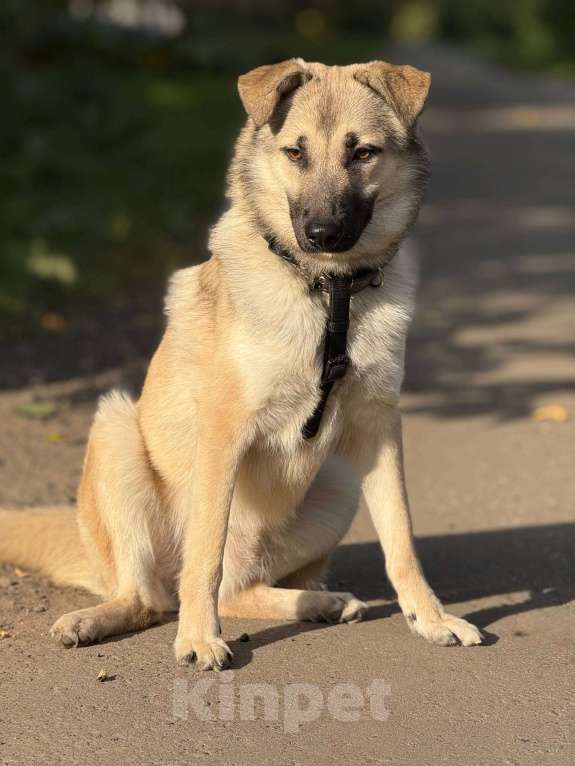 Собаки в Москве: Щенок Норд Мальчик, Бесплатно - фото 8