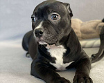Собаки в других городах Московской области: Американский Булли Мальчик, 130 000 руб. - фото 2