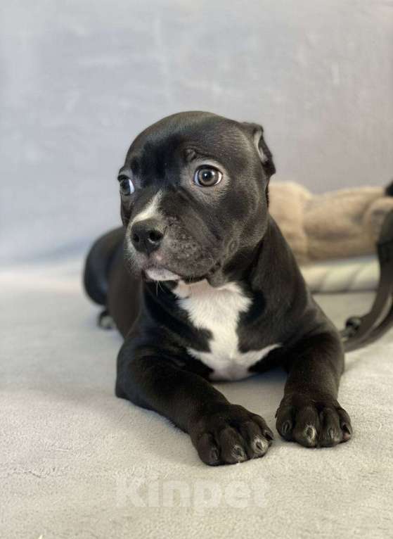 Собаки в других городах Московской области: Американский Булли Мальчик, 130 000 руб. - фото 2