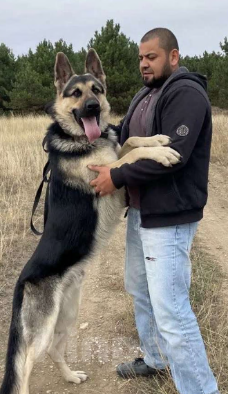 Собаки в других городах Крыма: Щенок девочка крупная Девочка, 45 000 руб. - фото 3