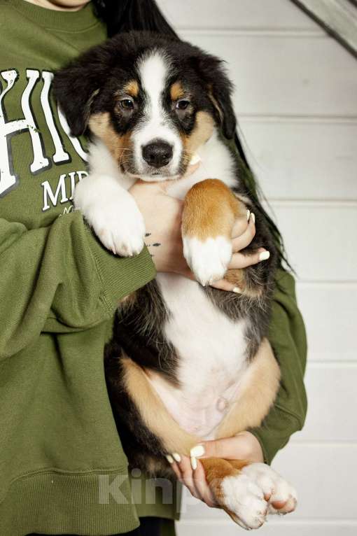Собаки в других городах Московской области: Щенки Австралийской овчарки Девочка, 65 000 руб. - фото 1