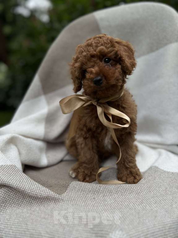 Собаки в Москве: Щенки мальтипу  Мальчик, 180 000 руб. - фото 2