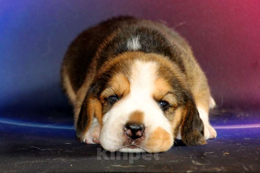 Собаки в Москве: Щенки бигля ркф Мальчик, 80 000 руб. - фото 4