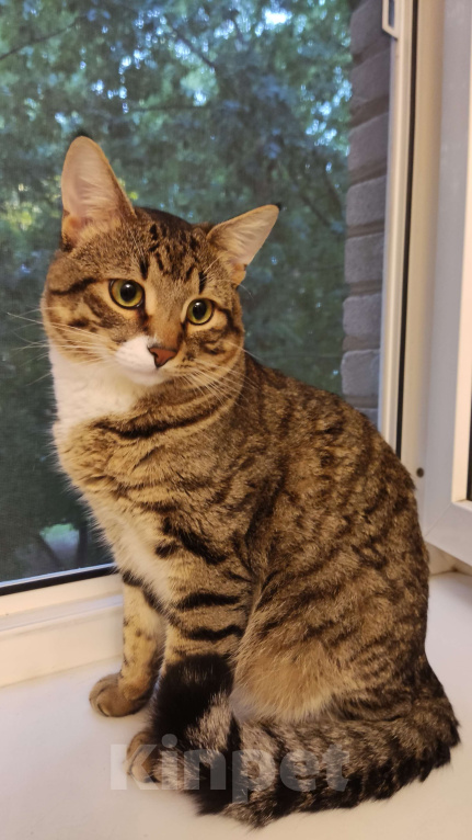 Кошки в Балашихе: Кот для вязки Мальчик, 1 руб. - фото 2