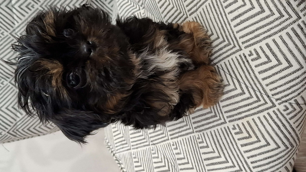 Собаки в Кропоткине: Ши-тцу Мальчик, 20 000 руб. - фото 3