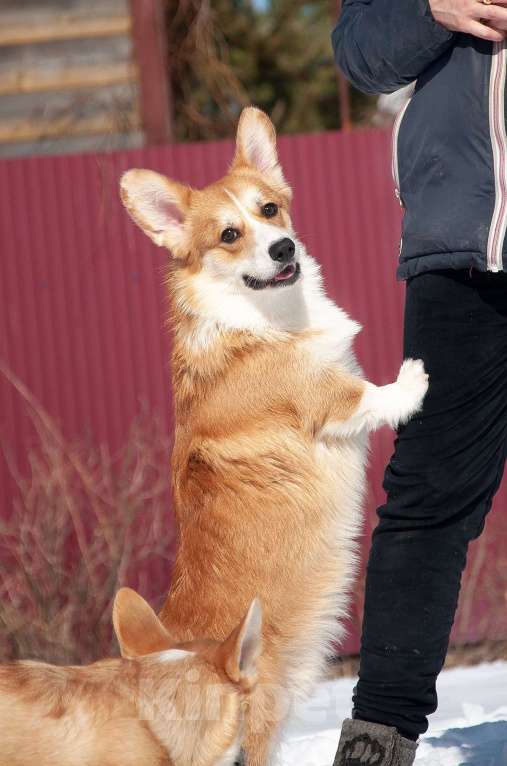 Собаки в Москве: Кобель корги, вязка Мальчик, Бесплатно - фото 6