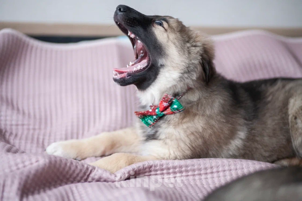 Собаки в Москве: Щенок в добрые руки Мальчик, Бесплатно - фото 7