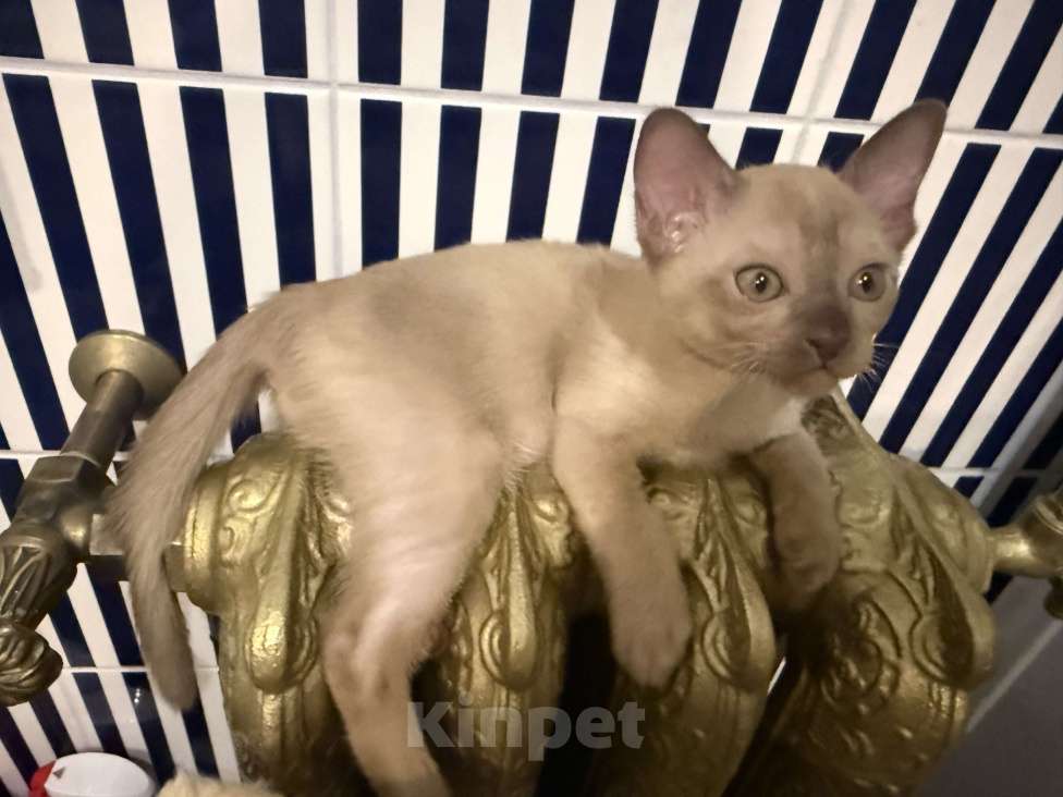 Кошки в Санкт-Петербурге: Бурманский котенок ( шоколад ) Мальчик, 33 000 руб. - фото 1