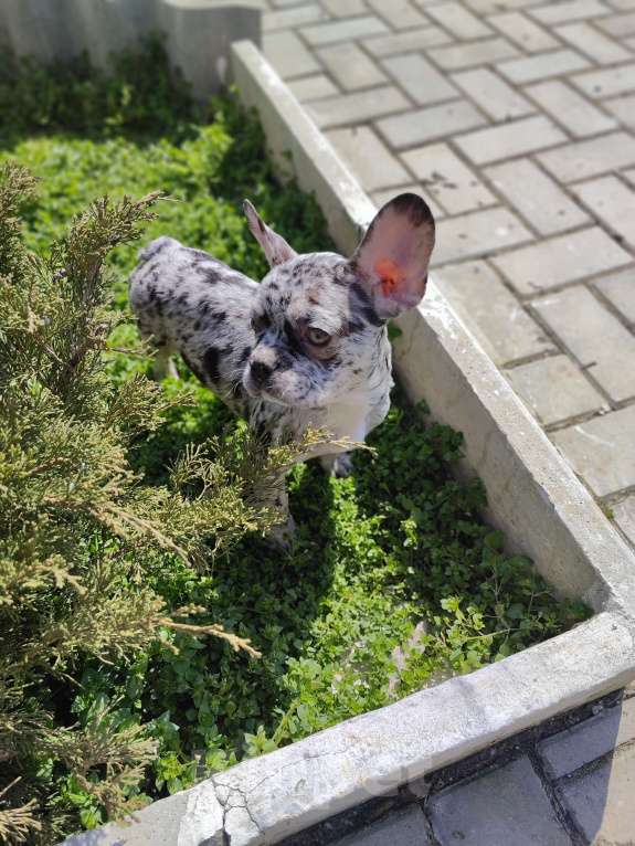 Собаки в Севастополе: Щенки Французского бульдога Девочка, 50 000 руб. - фото 3