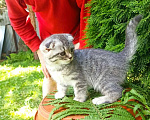 Кошки в Саратове: девочка Девочка, 2 500 руб. - фото 2