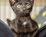 Кошки в Калуге: Черный Перчик. Классный котенок в добрые руки. Мальчик, Бесплатно - фото 3