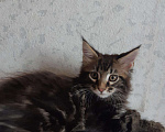 Кошки в Западном Двине: Мальчик породы Мейн кун Мальчик, 20 000 руб. - фото 5