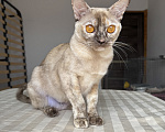 Кошки в Красноярске: Бурманская кошка Девочка, 25 000 руб. - фото 10