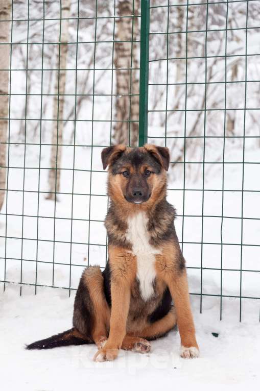 Собаки в Ногинске: Эва - ваша инвестиция в счастье! Девочка, Бесплатно - фото 2