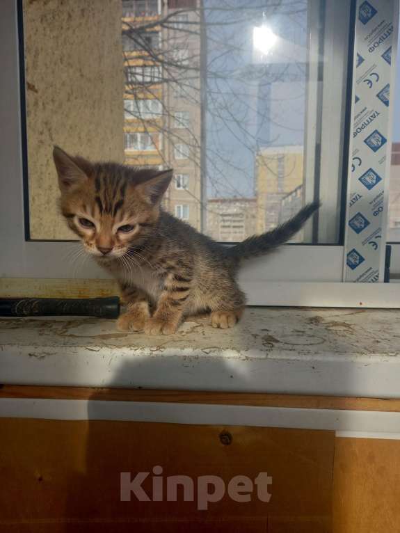 Кошки в Екатеринбурге: бенгалята котята Девочка, 8 000 руб. - фото 3