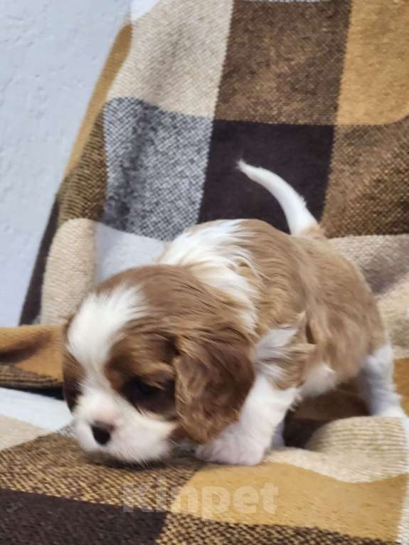 Собаки в Анапе: Желтая лента  Девочка, 110 000 руб. - фото 2