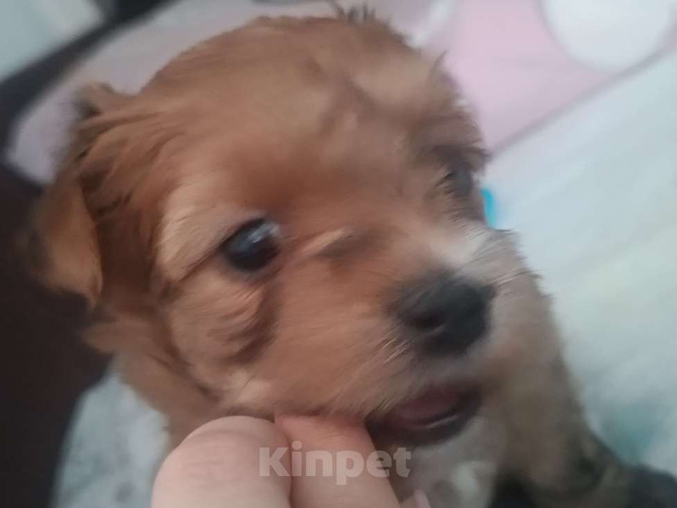 Собаки в Мытищах: Продажа Маленький руссаленок Мальчик, 70 000 руб. - фото 5