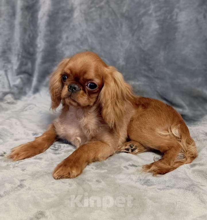 Собаки в Москве: Кайли Девочка, 55 000 руб. - фото 7