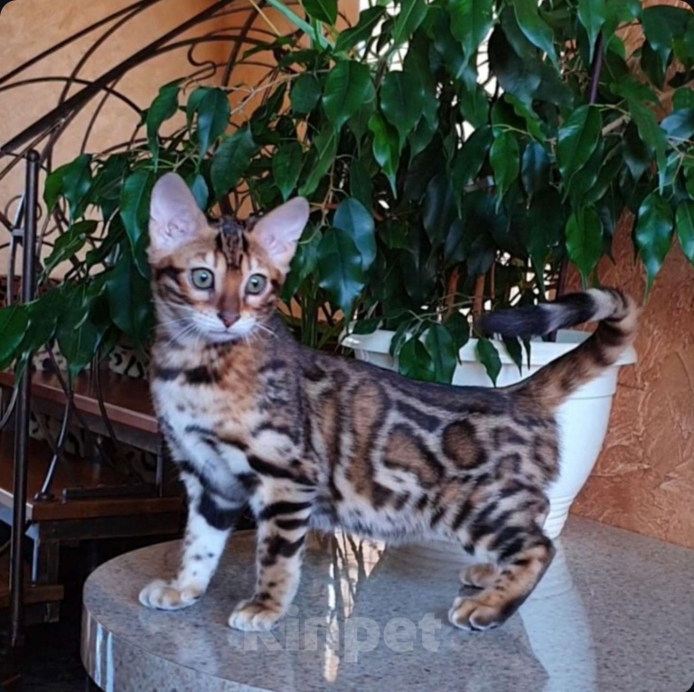 Кошки в Москве: Бенгальская девочка  Девочка, 60 000 руб. - фото 1