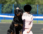 Собаки в Тольятти: Вязка ротвейлера Мальчик, 1 руб. - фото 1