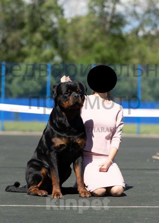 Собаки в Тольятти: Вязка ротвейлера Мальчик, 1 руб. - фото 1