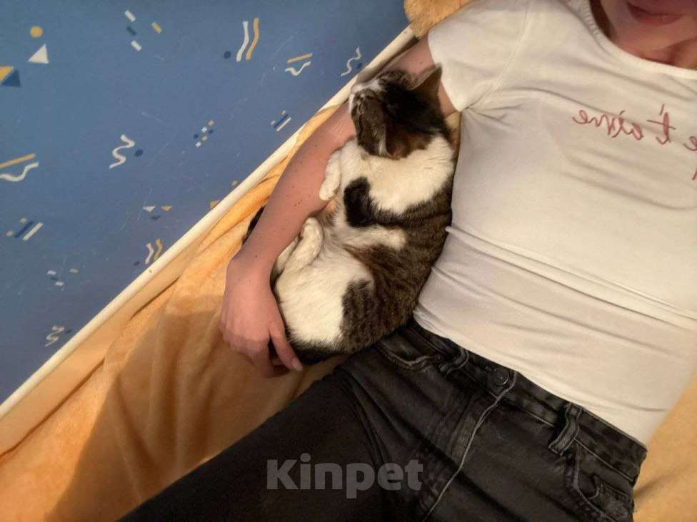 Кошки в Москве: Кошка Лакомка ищет дом Девочка, Бесплатно - фото 3