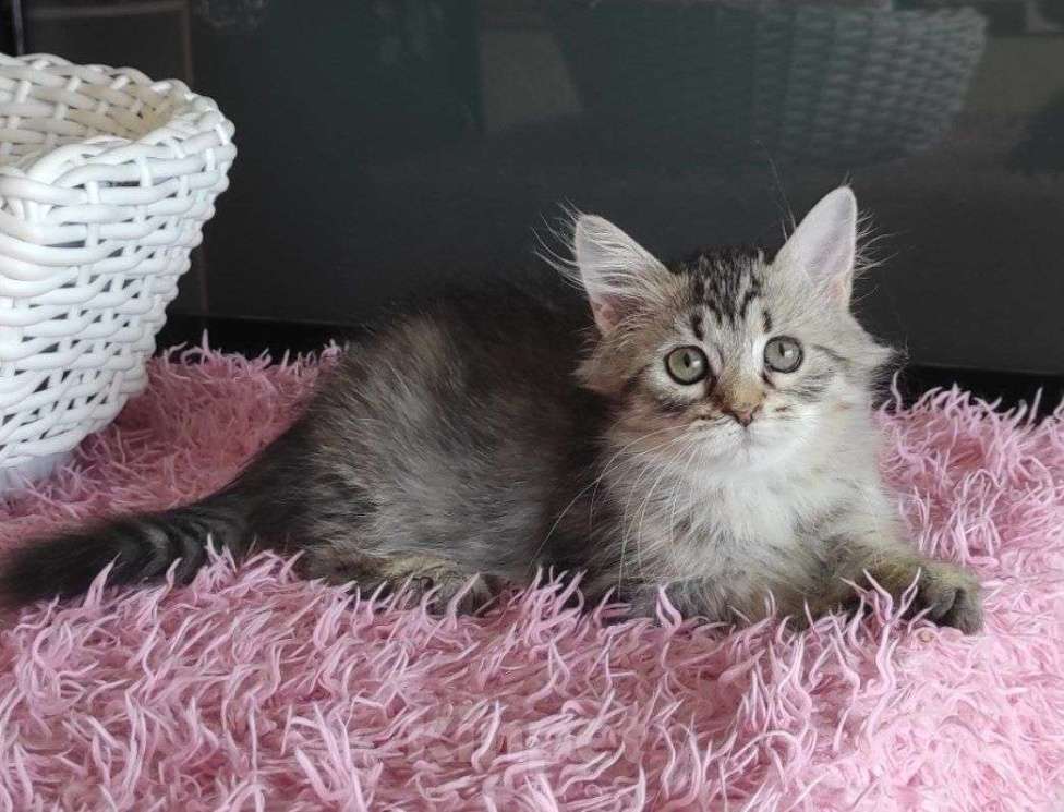 Кошки в Новосибирске: Jemka Девочка, 50 000 руб. - фото 2