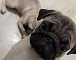 Собаки в Москве: Щенок мопса - мальчик Мальчик, Бесплатно - фото 3